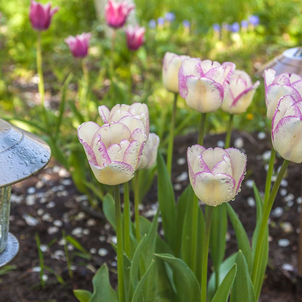 Tulipa Shirley - Triumph Tulip