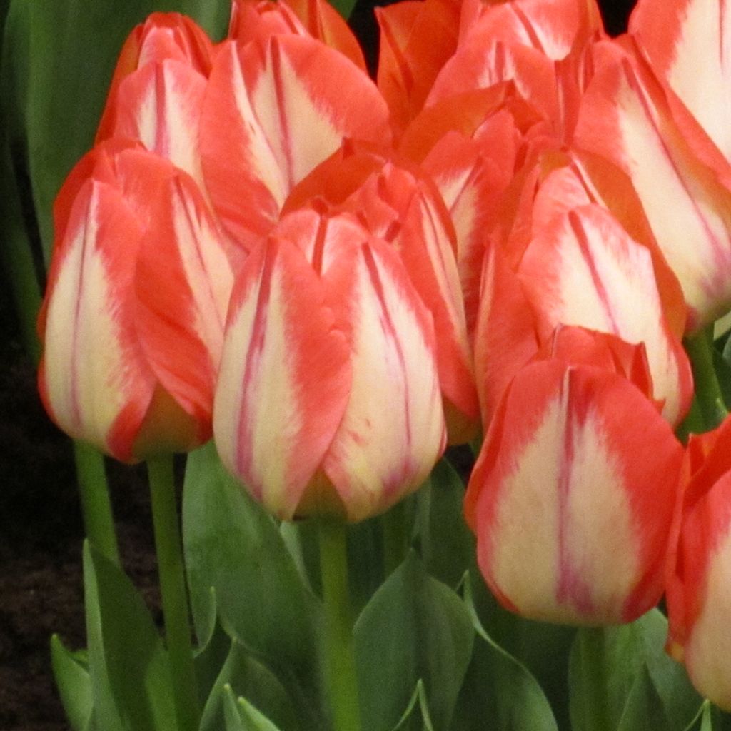 Tulipa Spryng Break - Triumph Tulip