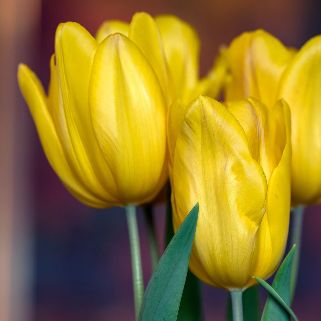 Tulipa Strong Gold - Triumph Tulip