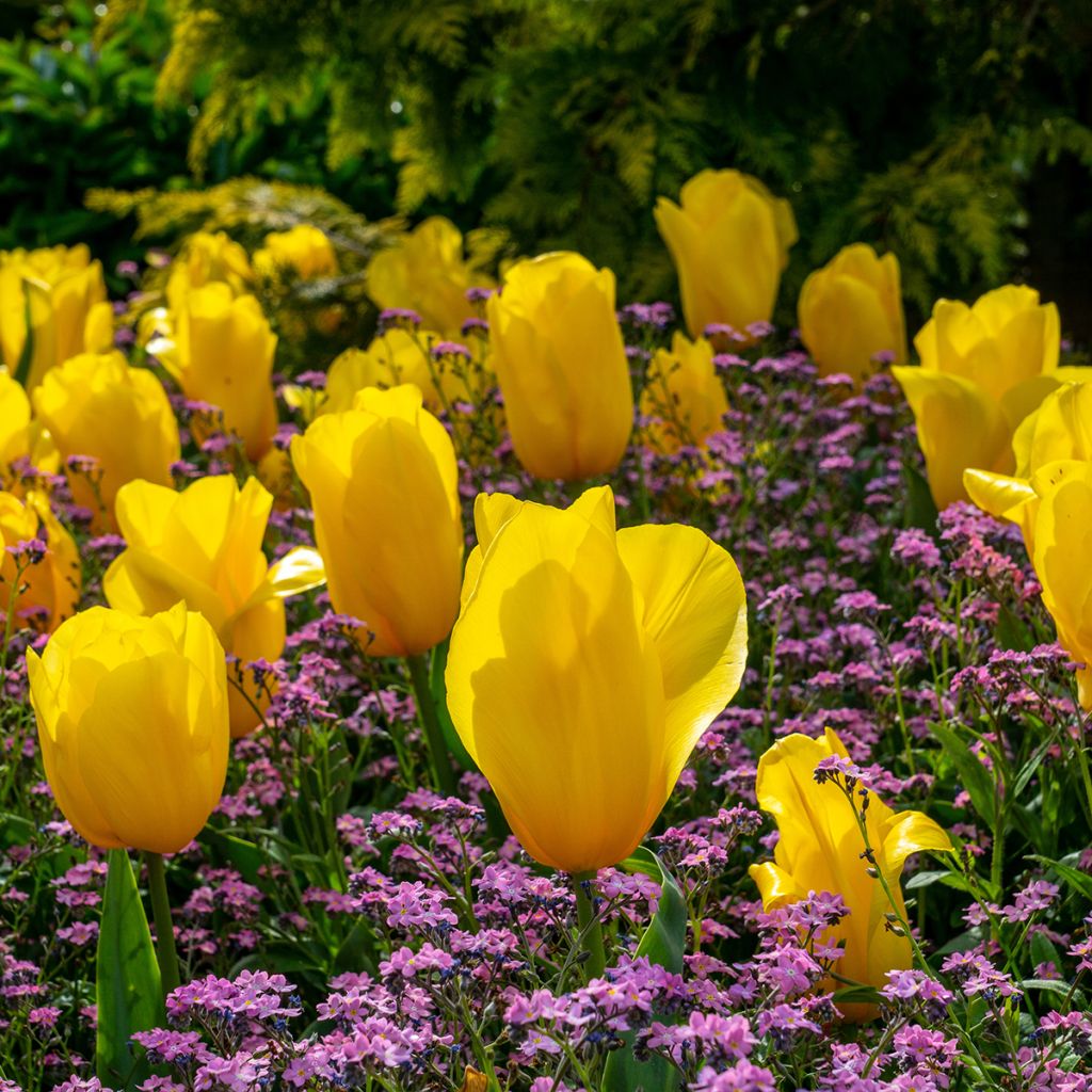 Tulipa Strong Gold - Triumph Tulip