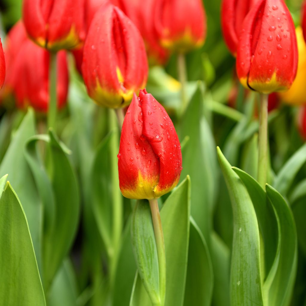 Tulipa Triumph Strong Love