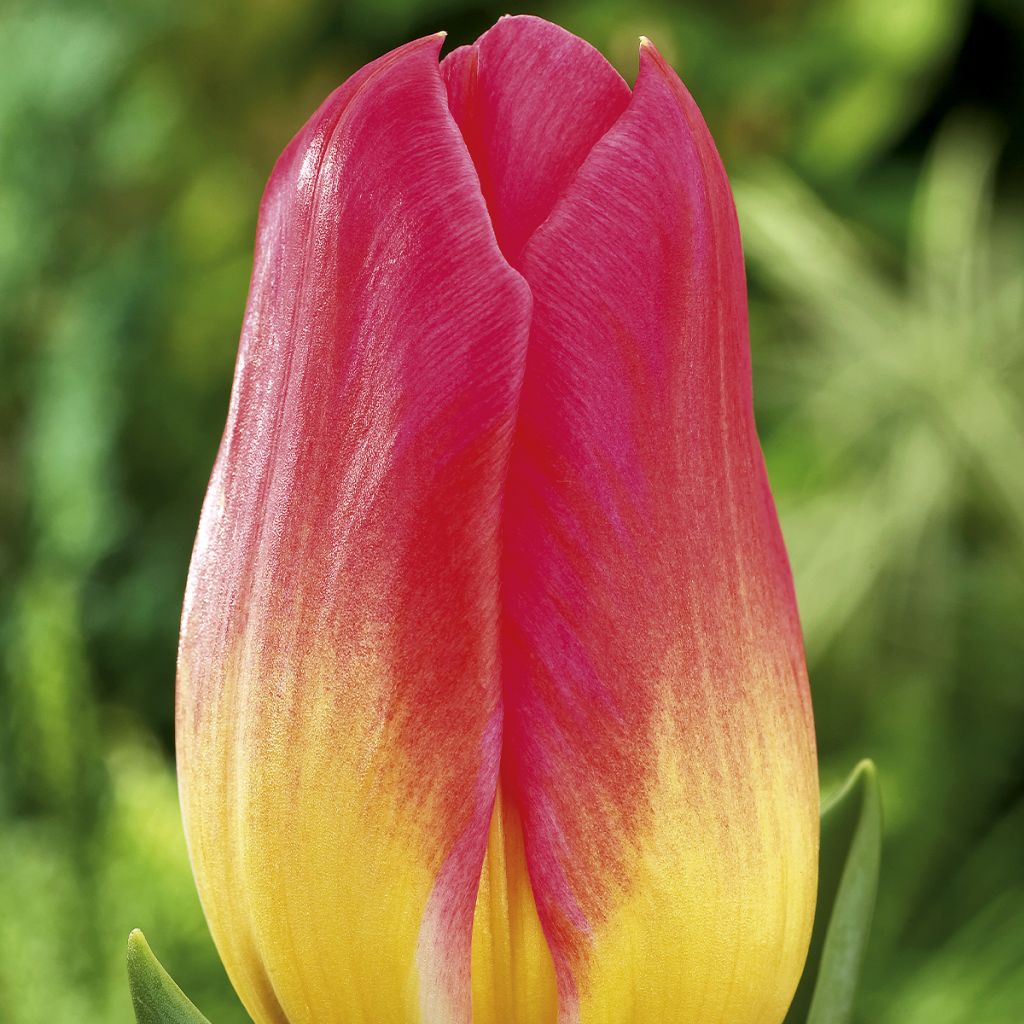 Tulipa Triumph Tom Thumb