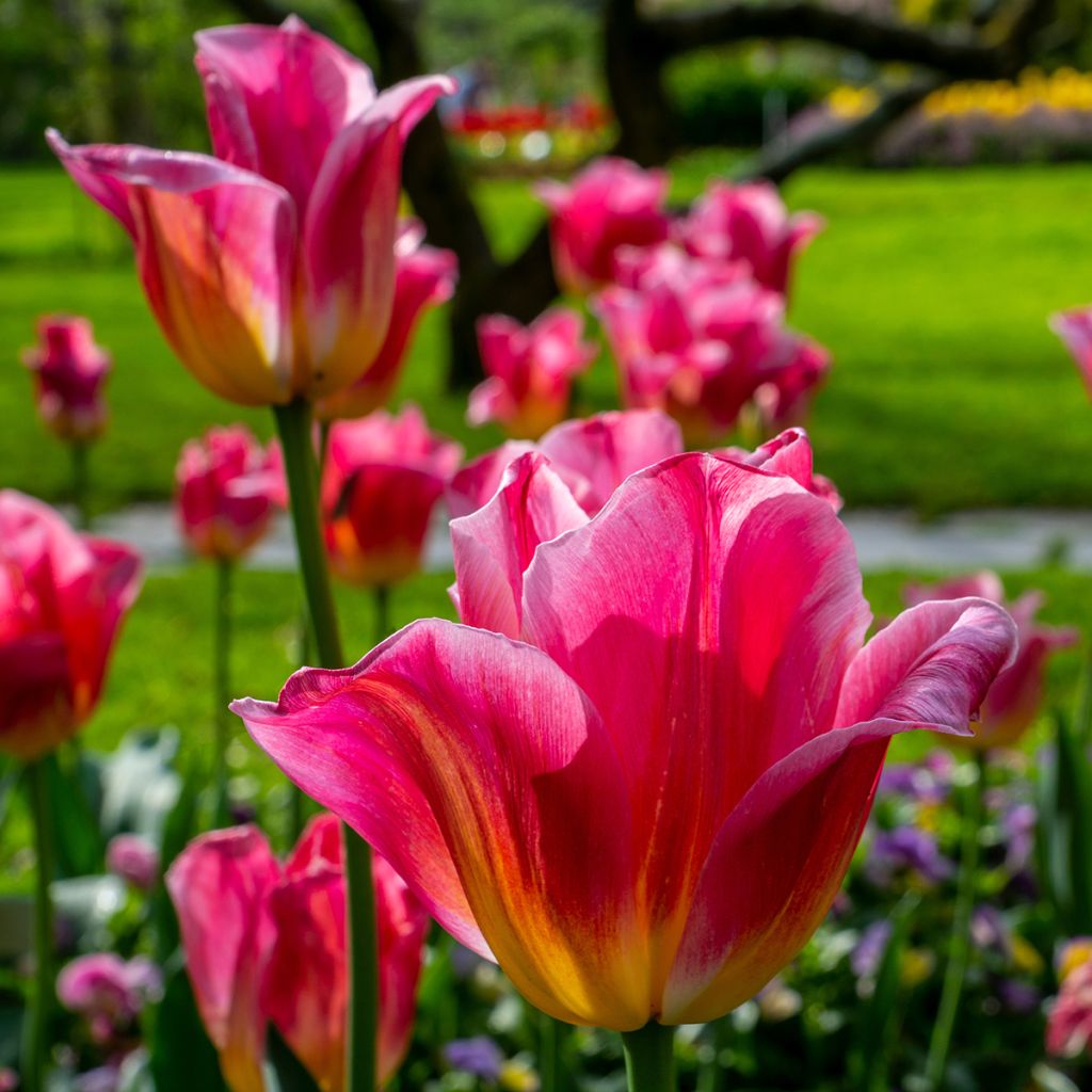 Tulipa Triumph Tom Thumb