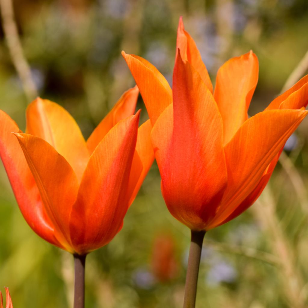 Tulipa Véronique Sanson