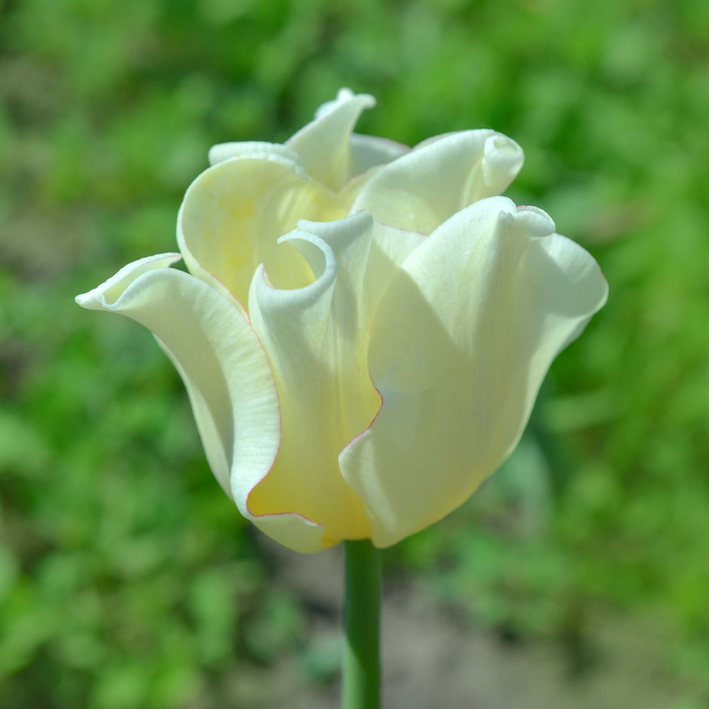 Tulipa White Liberstar - Triumph Tulip