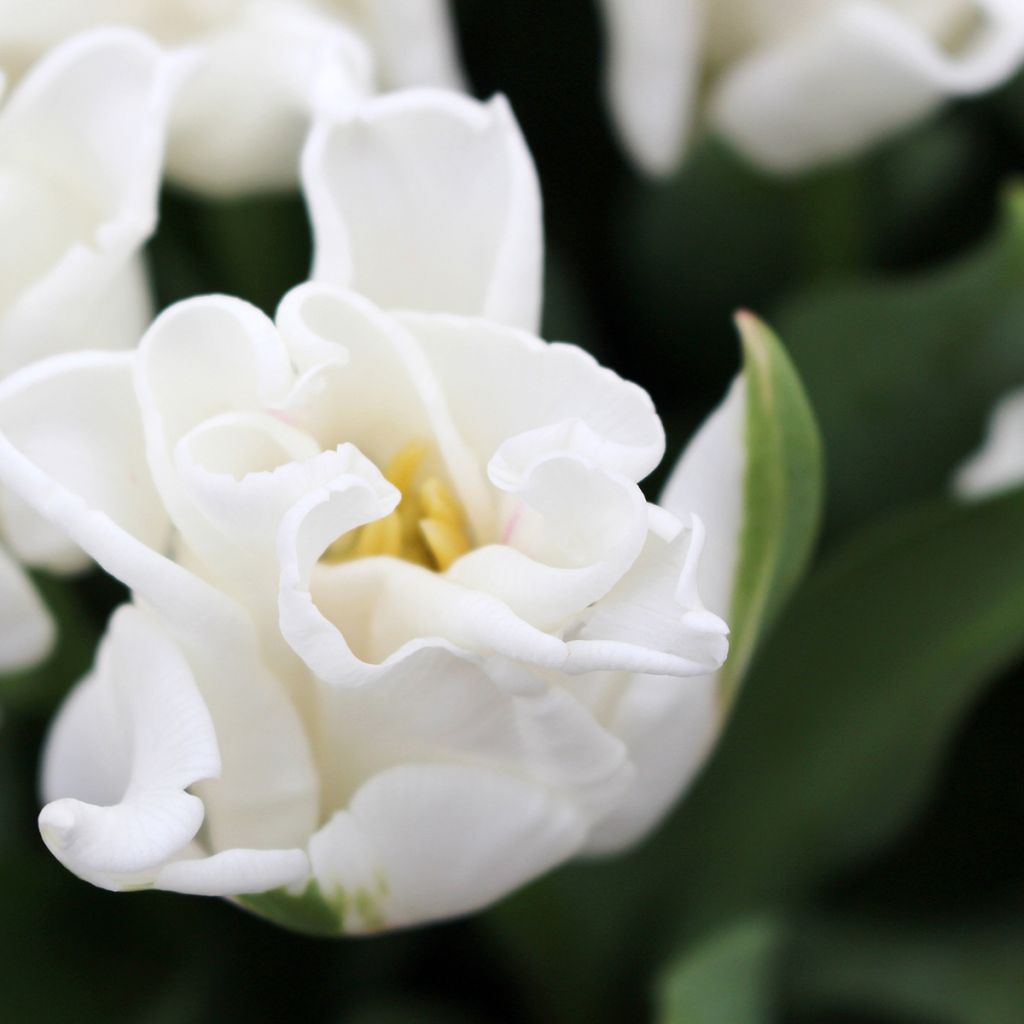 Tulipa White Liberstar - Triumph Tulip