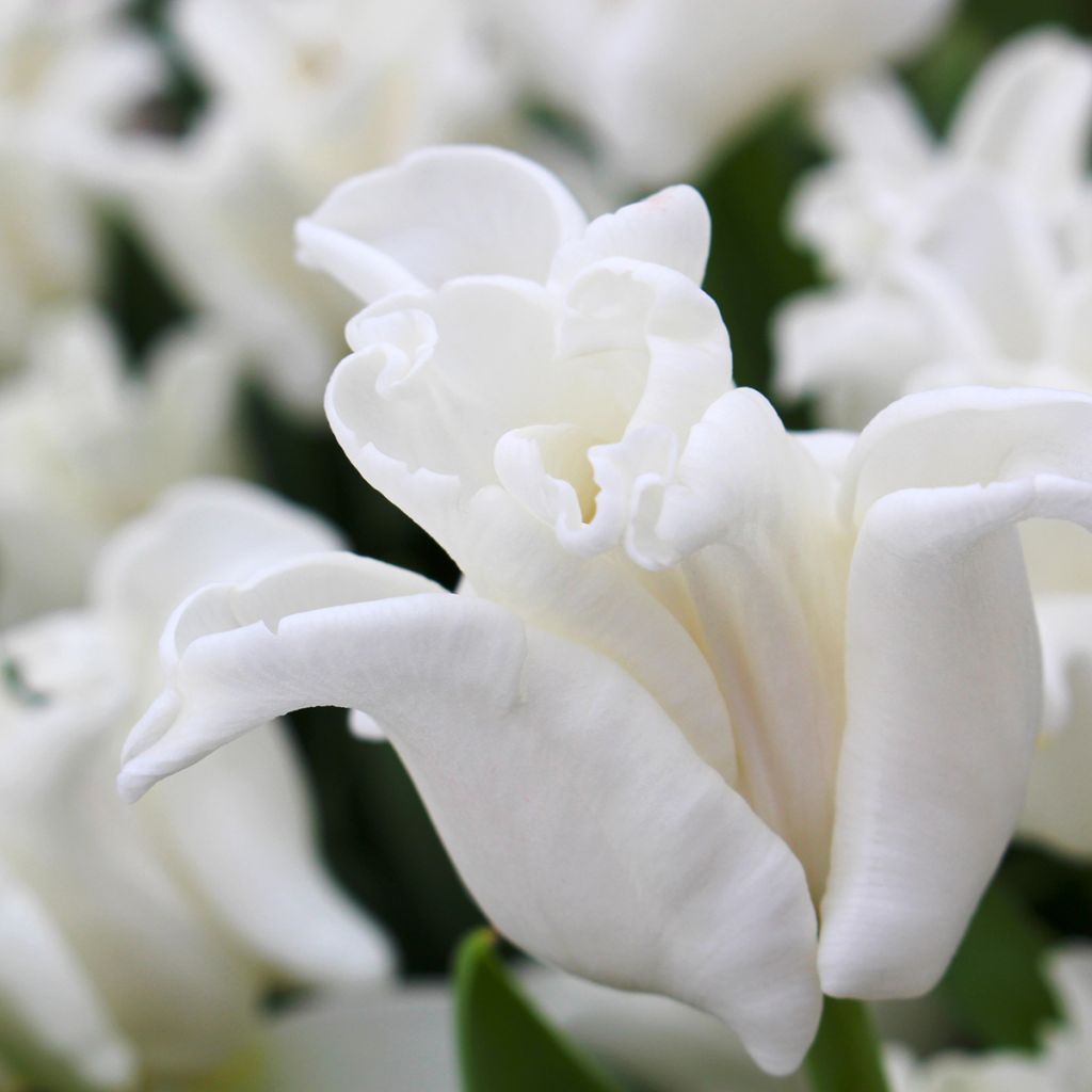 Tulipa White Liberstar - Triumph Tulip