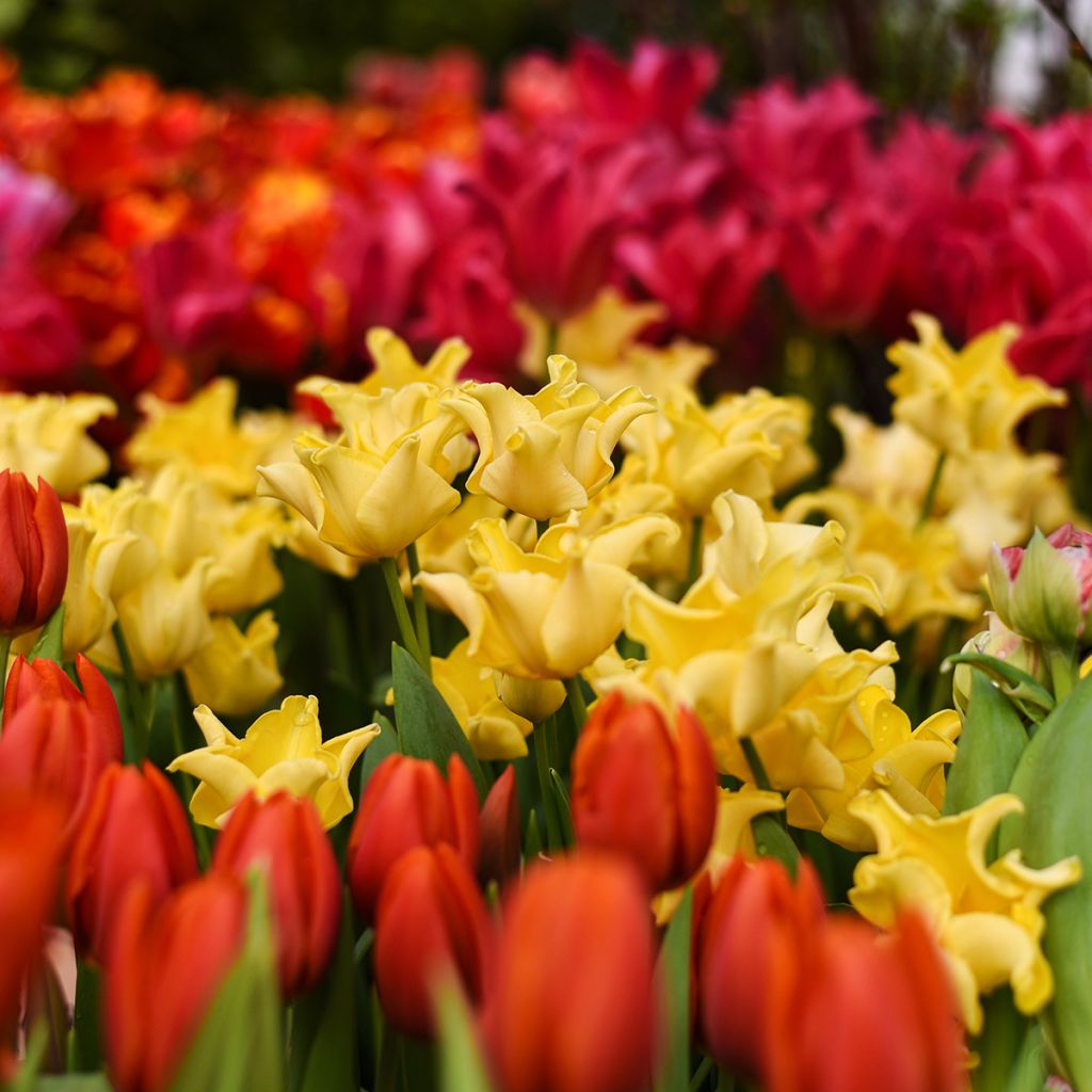 Tulipa Yellow Crown - Triumph Tulip