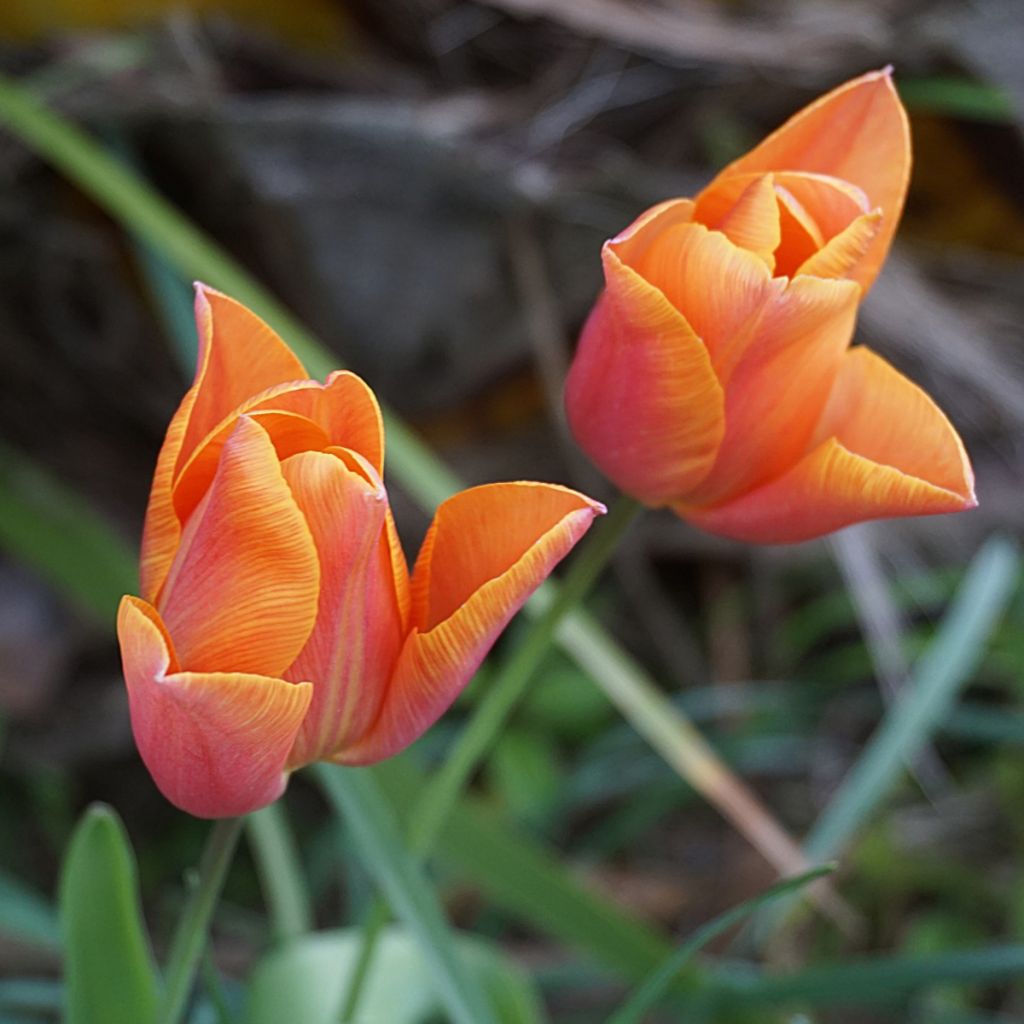 Tulipe Triomphe Véronique Sanson