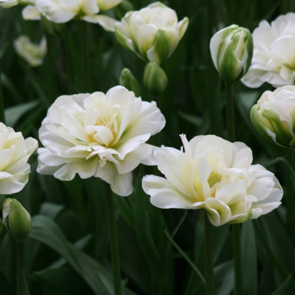 Tulipe Double Tardive White Touch