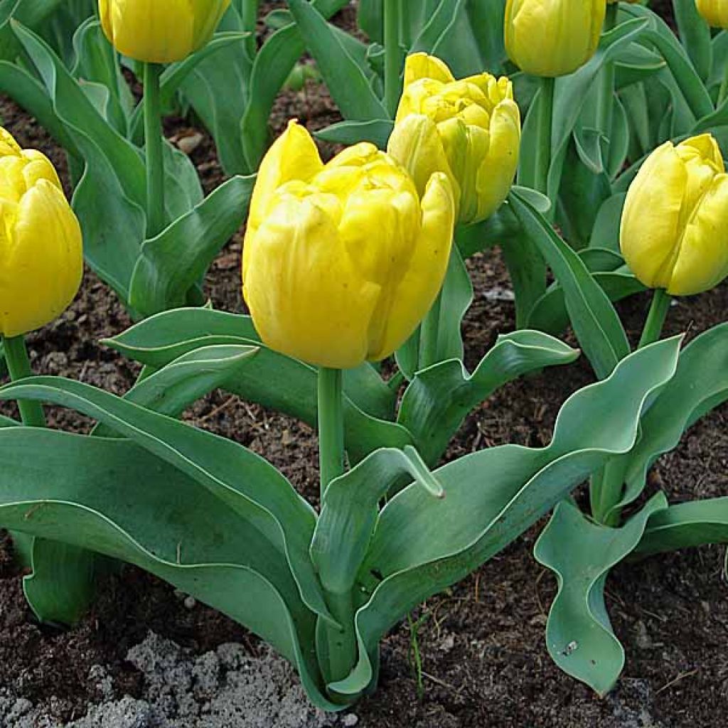 Tulipe Yellow Baby