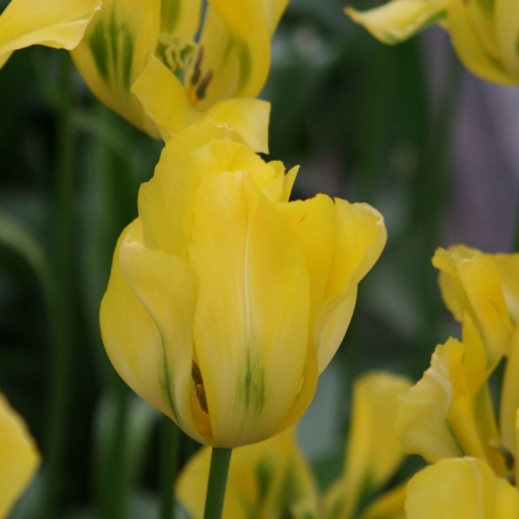 Tulipe Viridiflora Yellow Spring Green