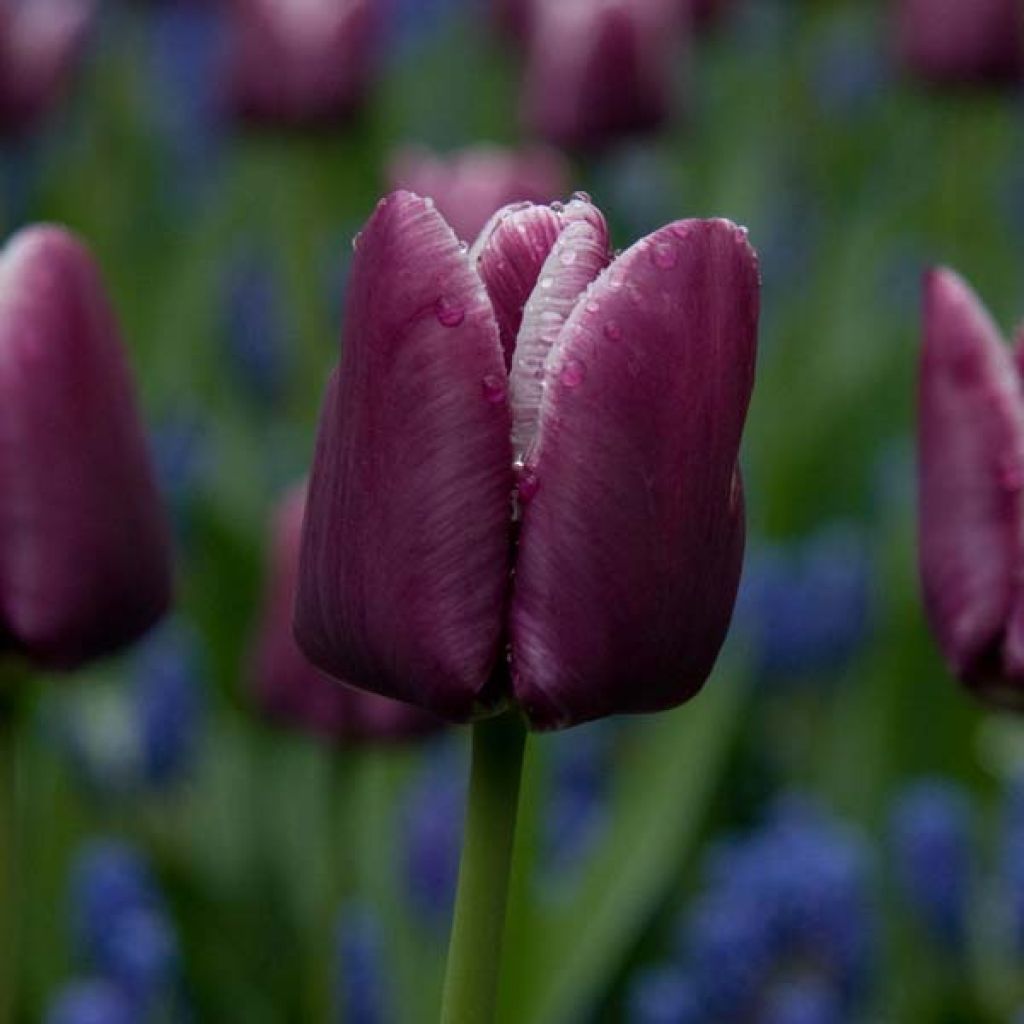 Tulipe Triomphe Arabian Mystery