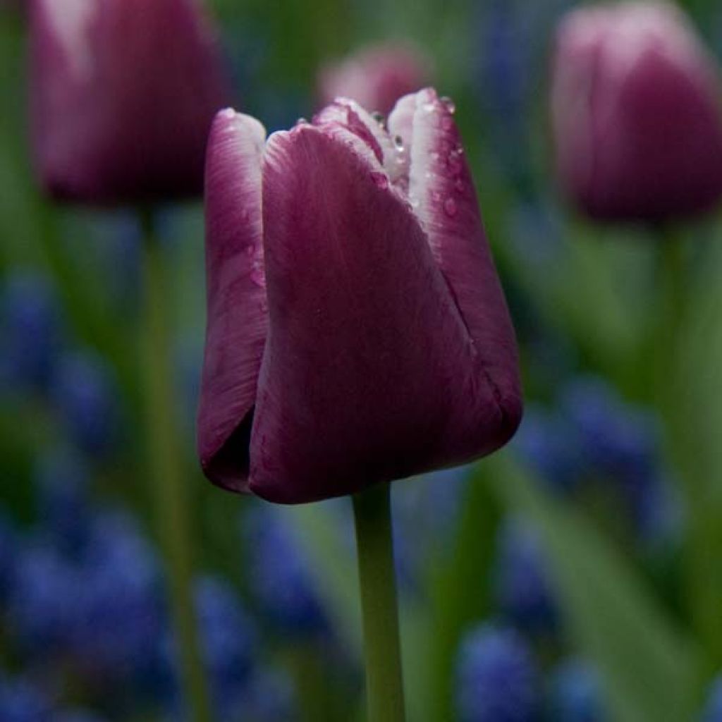 Tulipa Arabian Mystery - Triumph Tulip