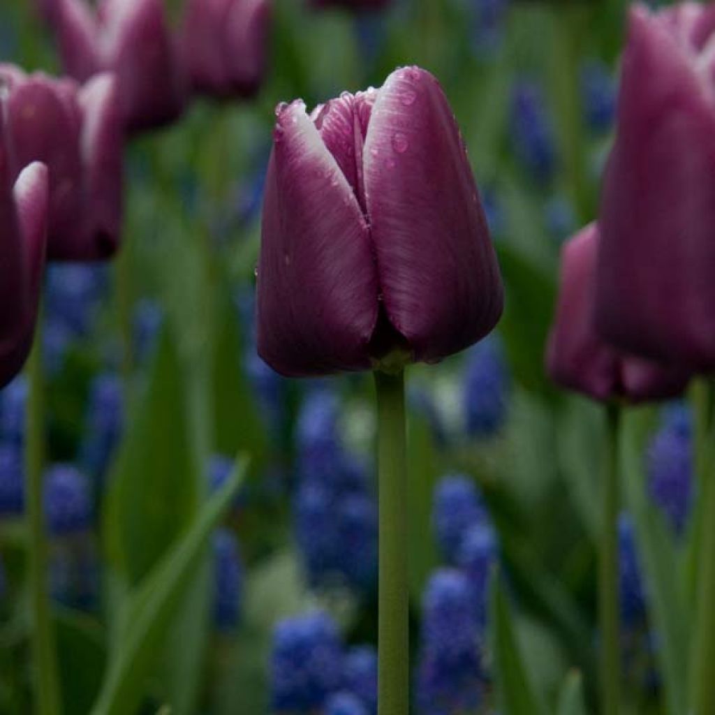 Tulipa Arabian Mystery - Triumph Tulip