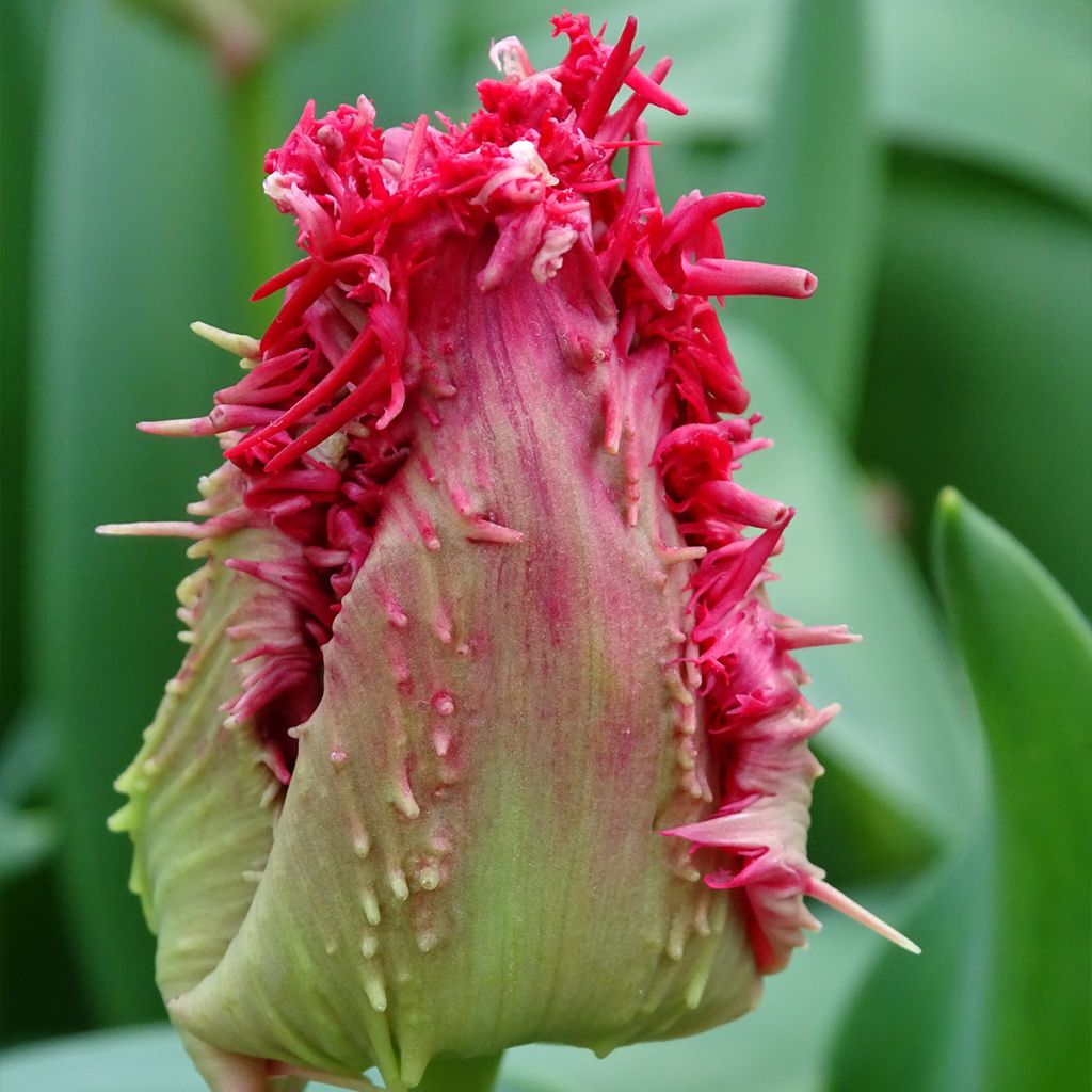 Tulipa crispa Barbados - Fringed Tulip