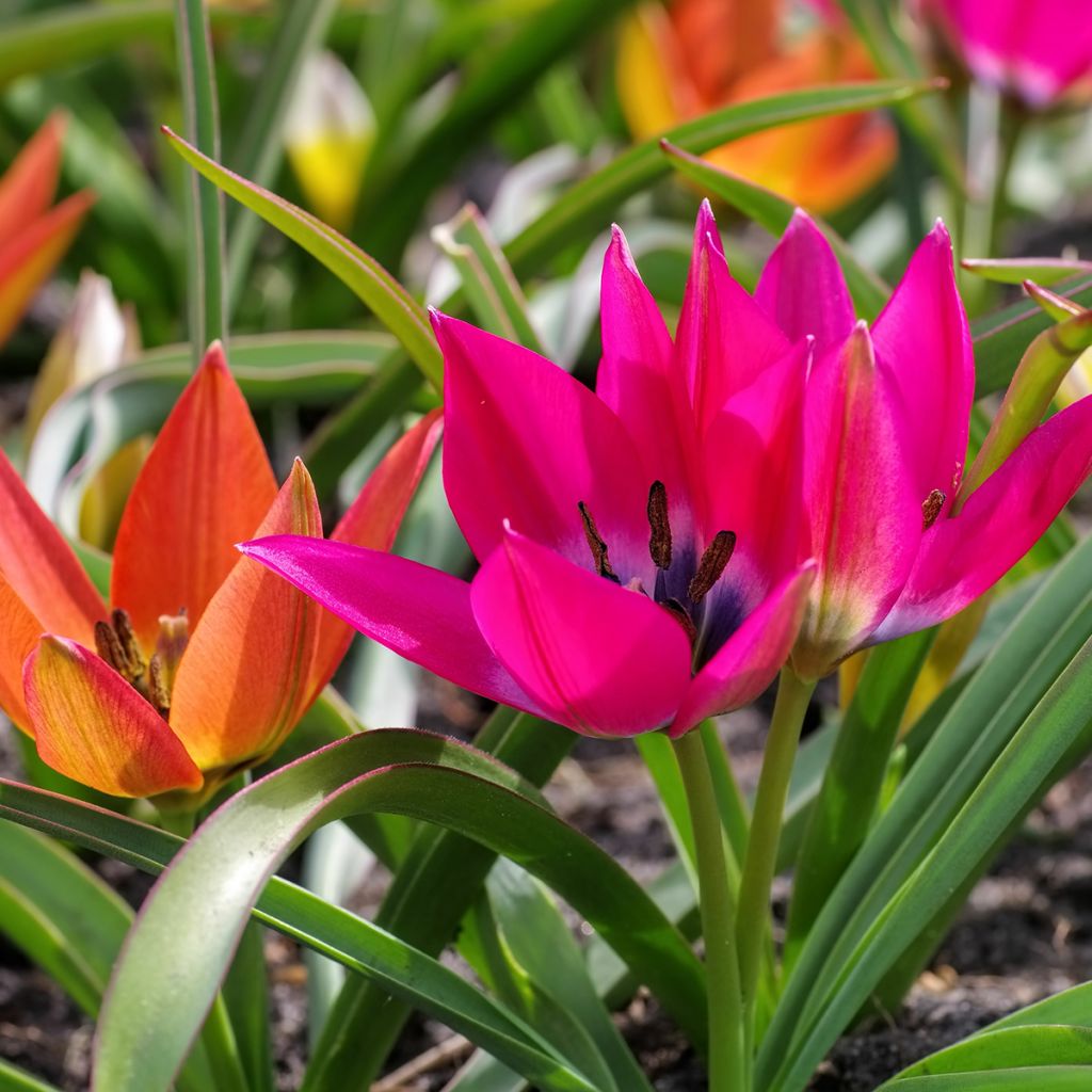 Tulipa hageri Little Beauty