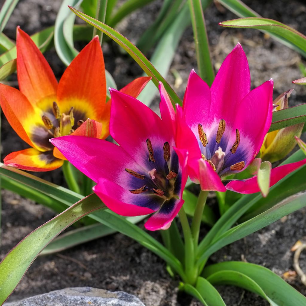 Tulipa hageri Little Beauty