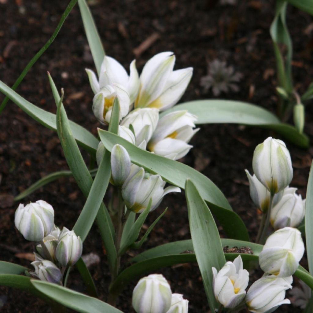 Tulipe botanique Turkestanica