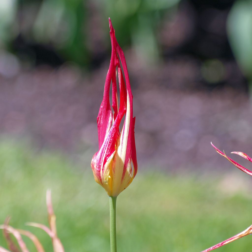 Tulipa acuminata 