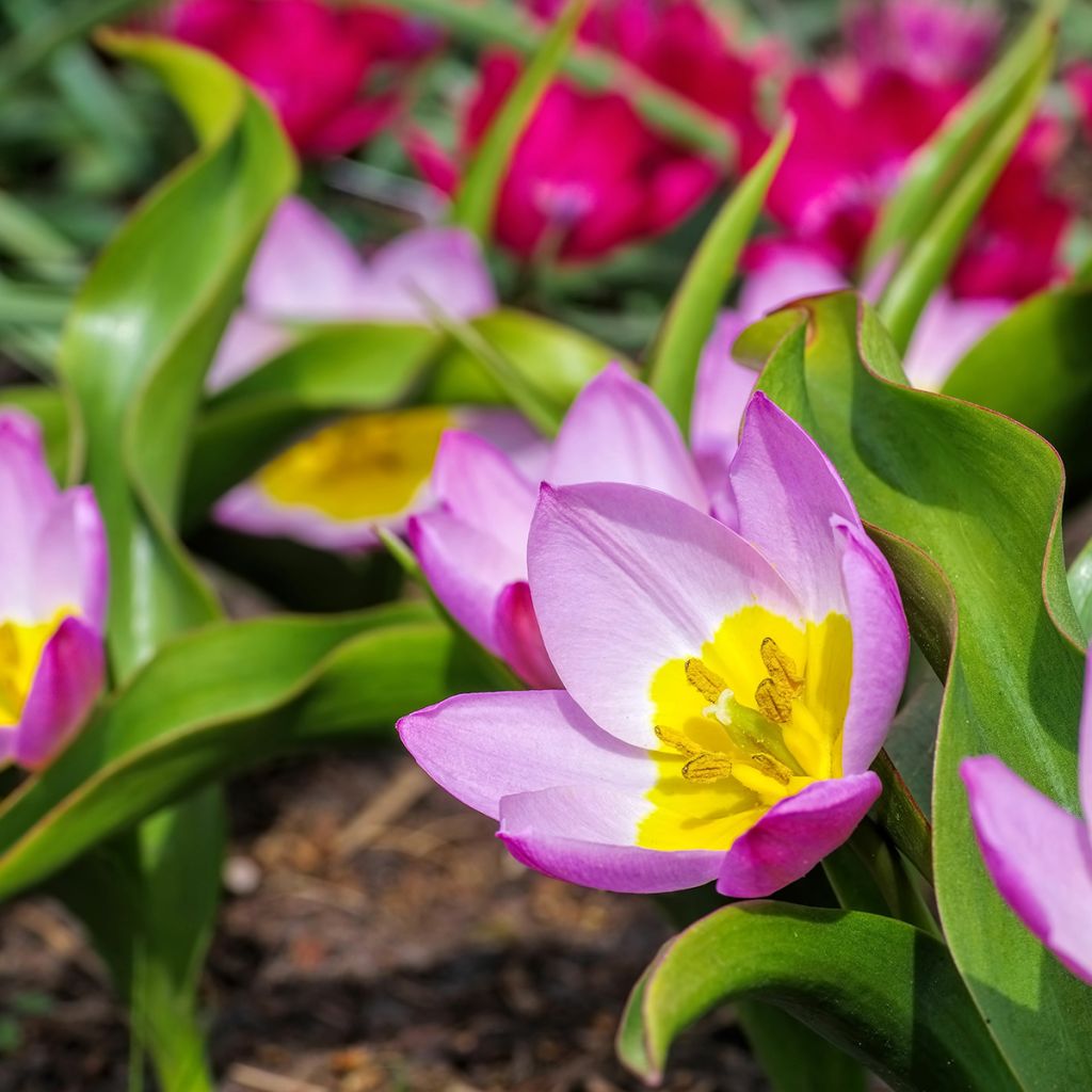 Tulipa bakeri Lilac Wonder