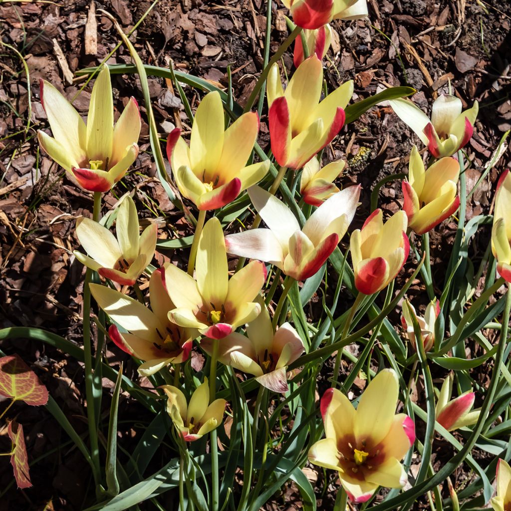 Tulipa clusiana Cynthia