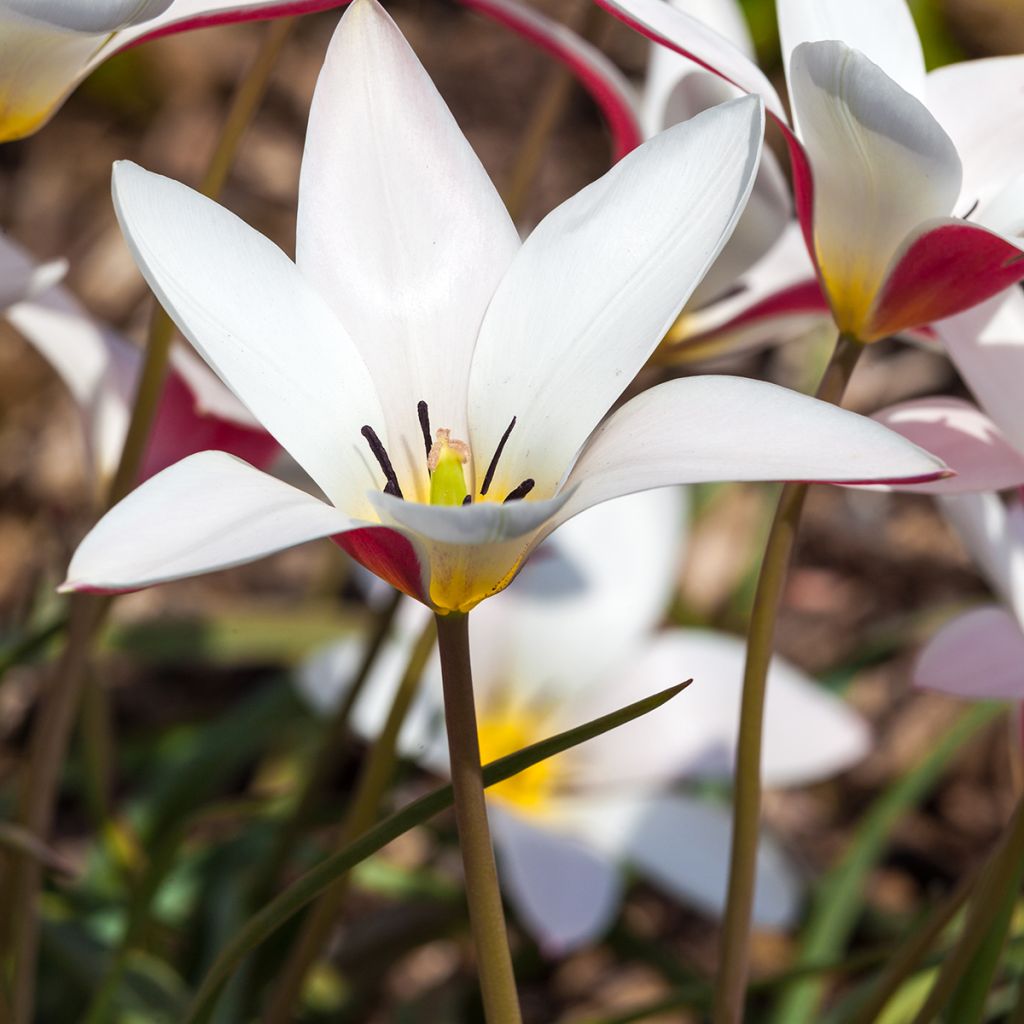 Tulipa clusiana Lady Jane