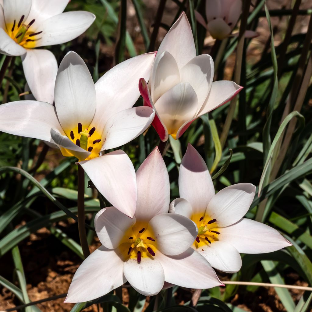 Tulipa clusiana Lady Jane