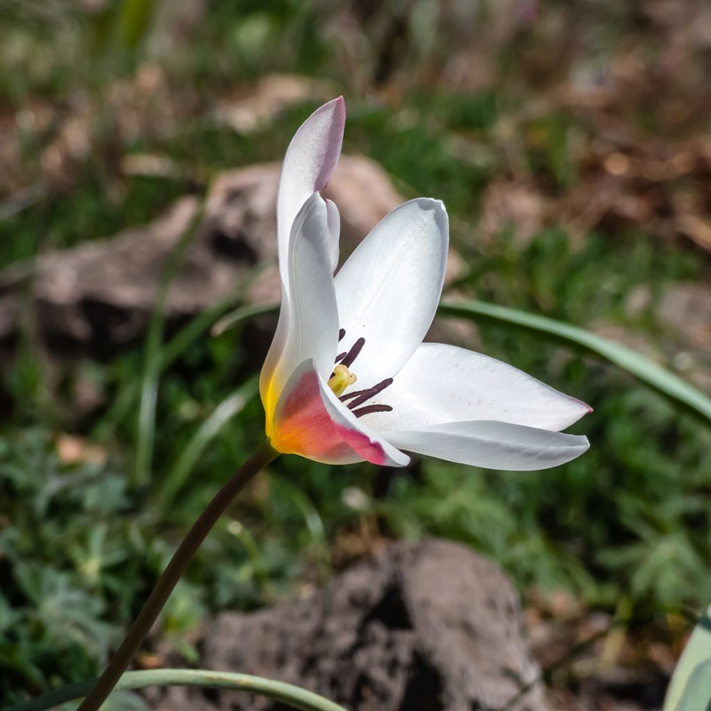 Tulipa clusiana Lady Jane