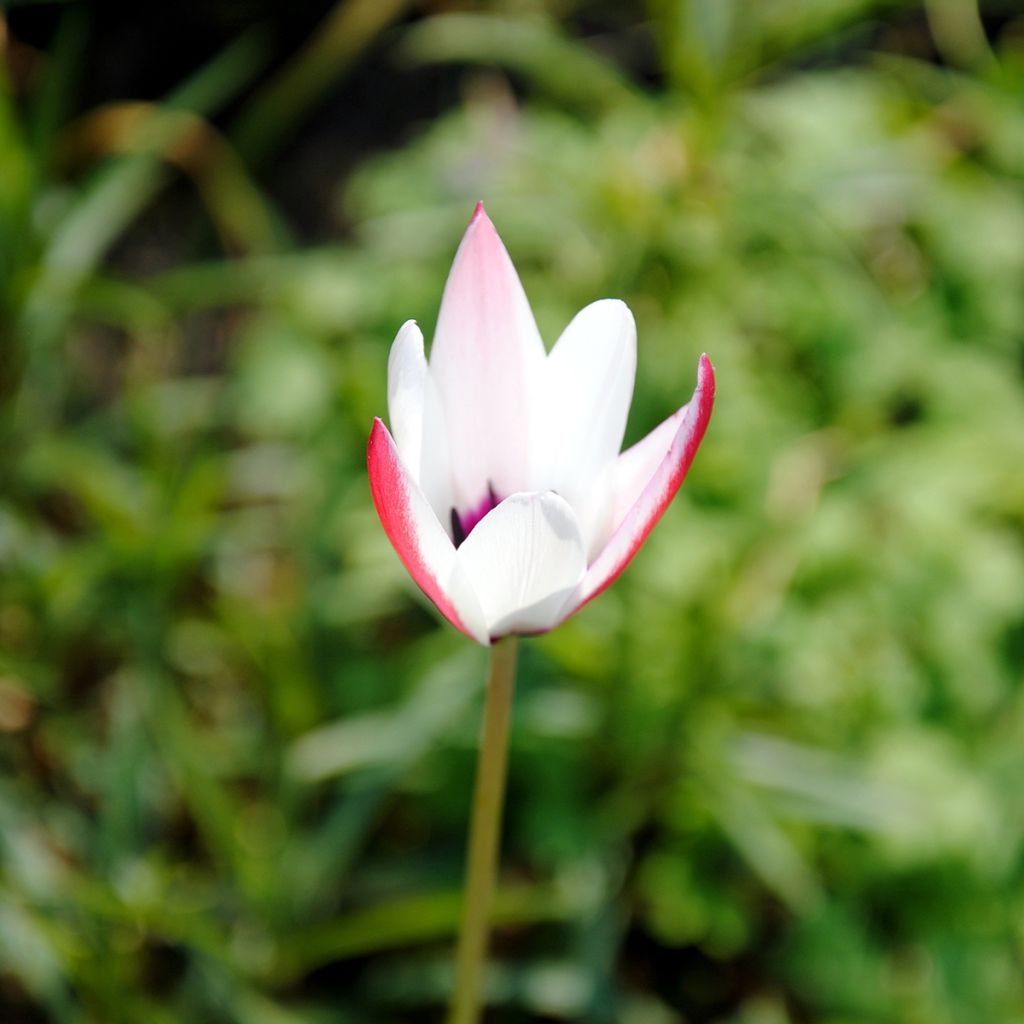 Tulipa clusiana 'Peppermintstick'