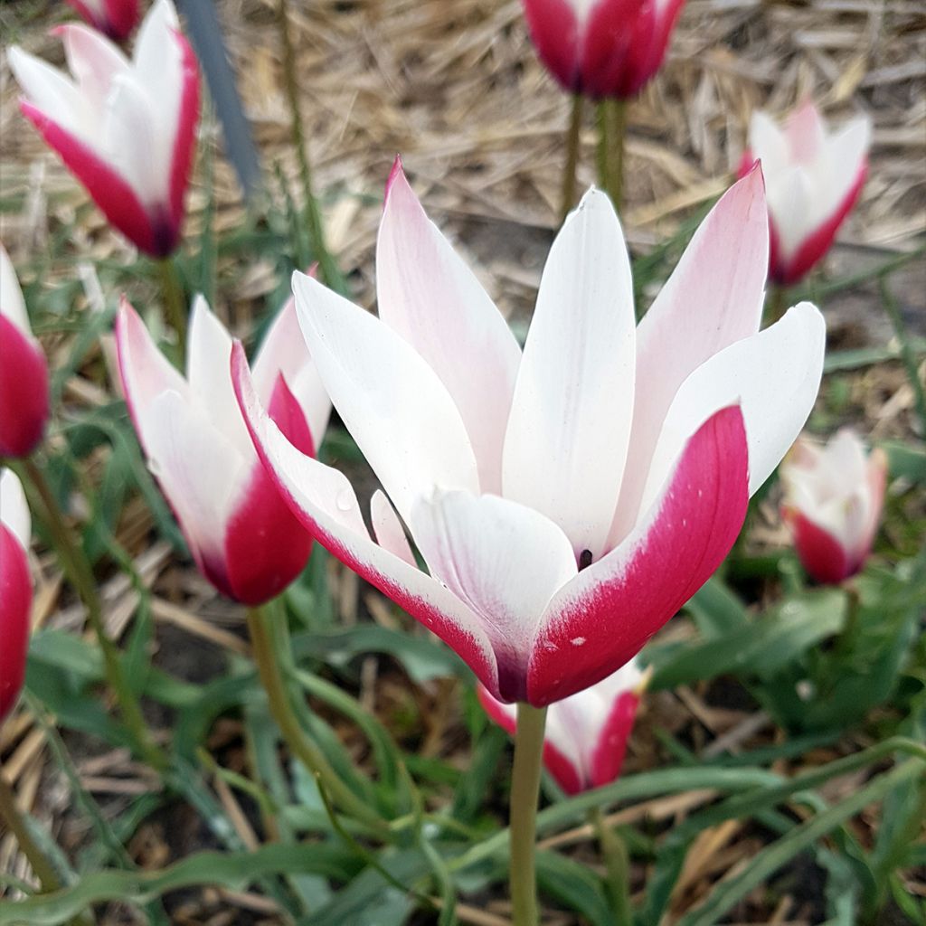 Tulipa clusiana 'Peppermintstick'