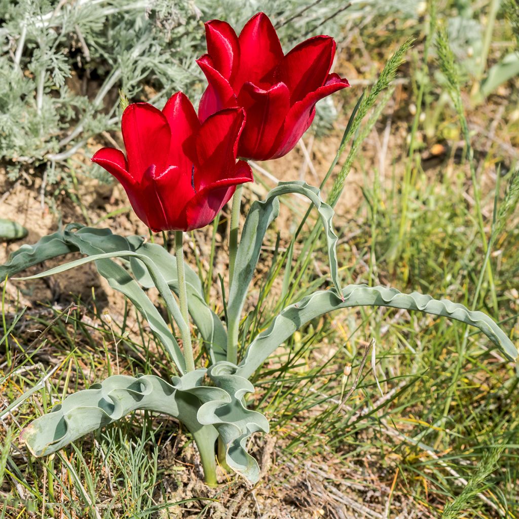 Tulipa eichleri - Botanical Tulip