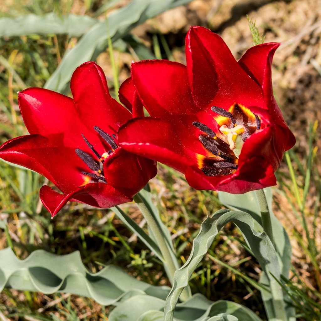Tulipa eichleri - Botanical Tulip