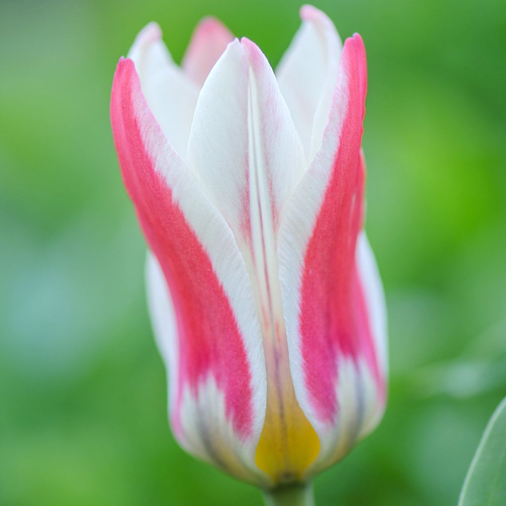 Tulipa greigii 'Mary Ann'