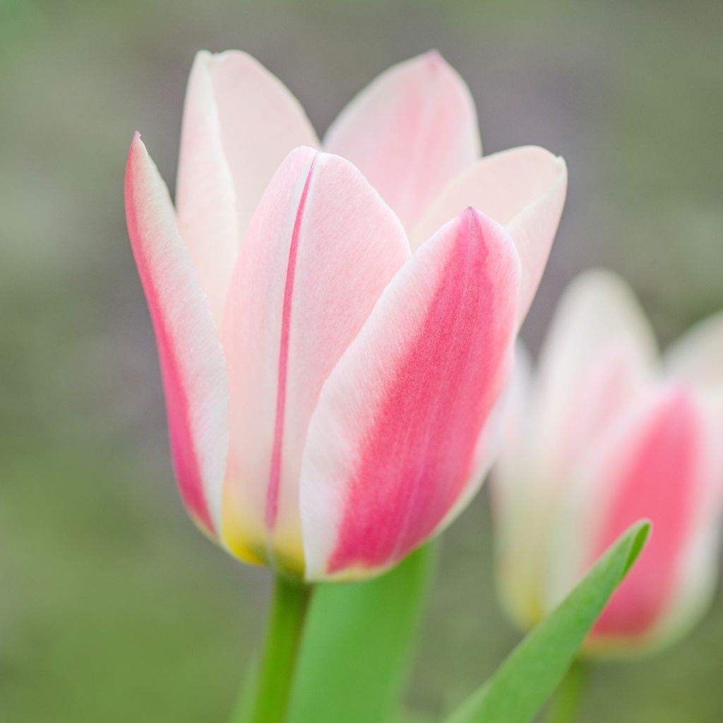 Tulipa greigii 'Mary Ann'