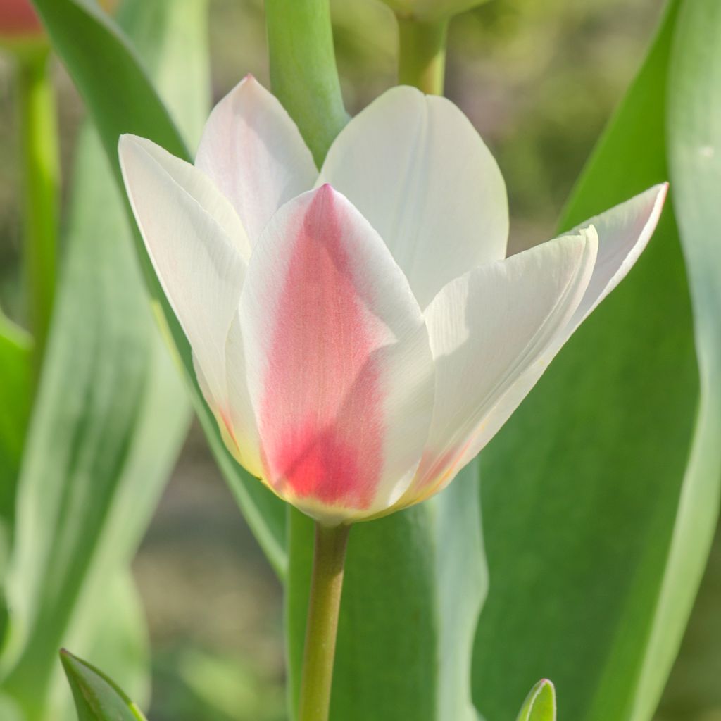 Tulipa greigii 'Mary Ann'