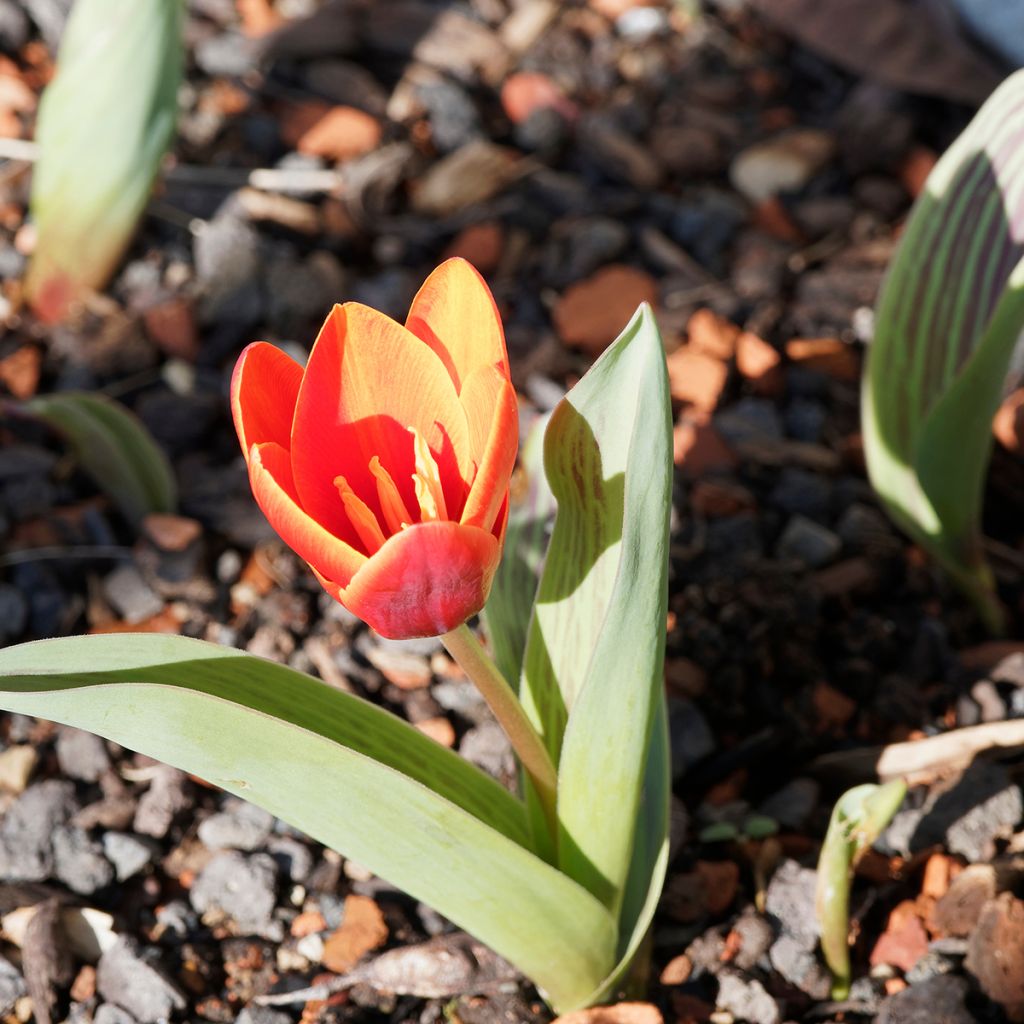 Tulipa Red Riding Hood Double