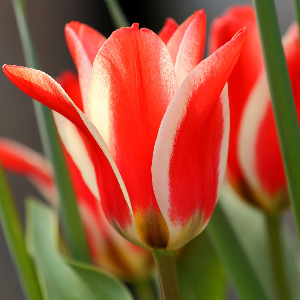 Tulipa greigii Pinocchio