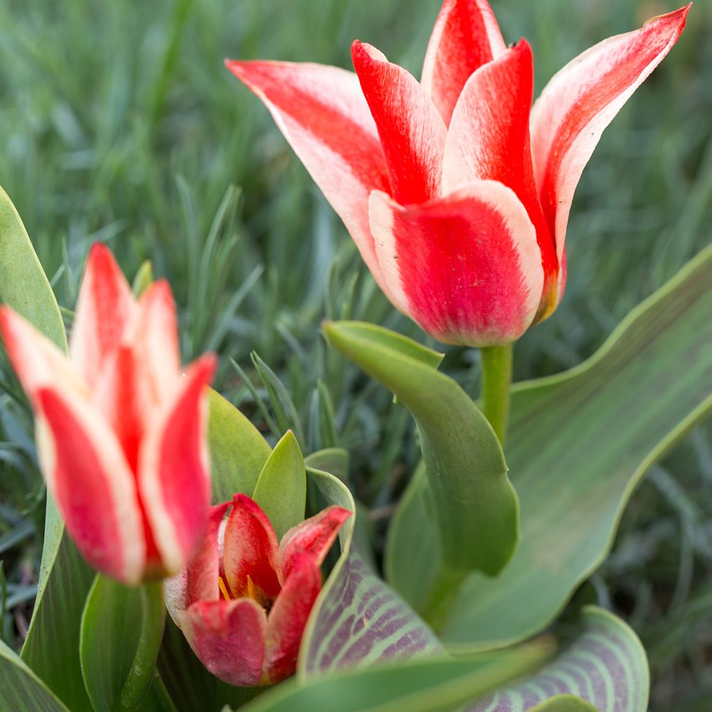 Tulipa Plaisir