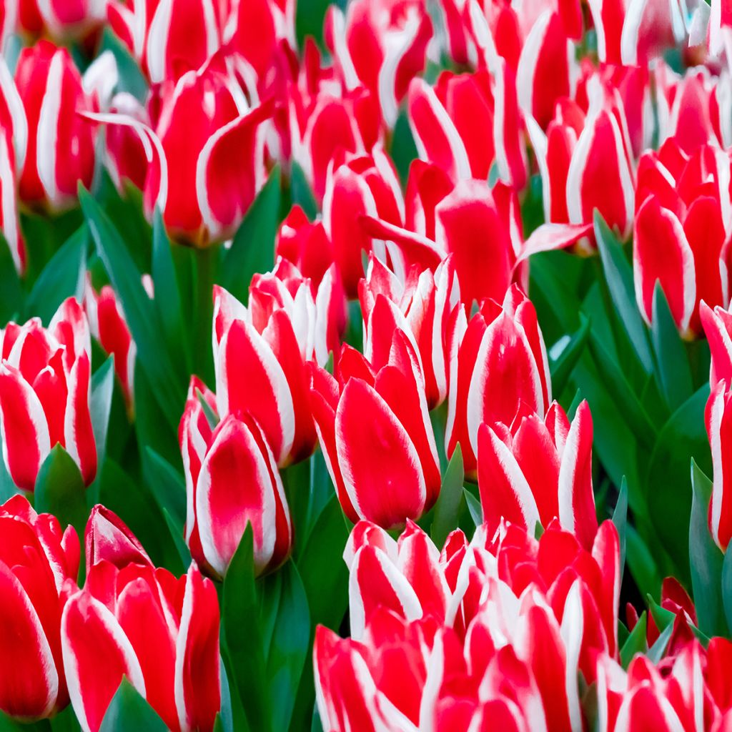 Tulipa Plaisir