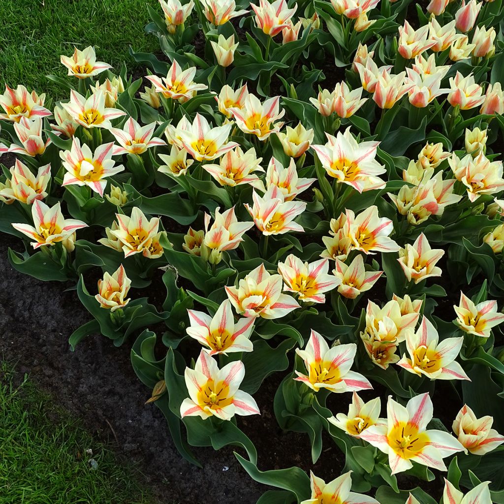 Tulipa greigii Quebec