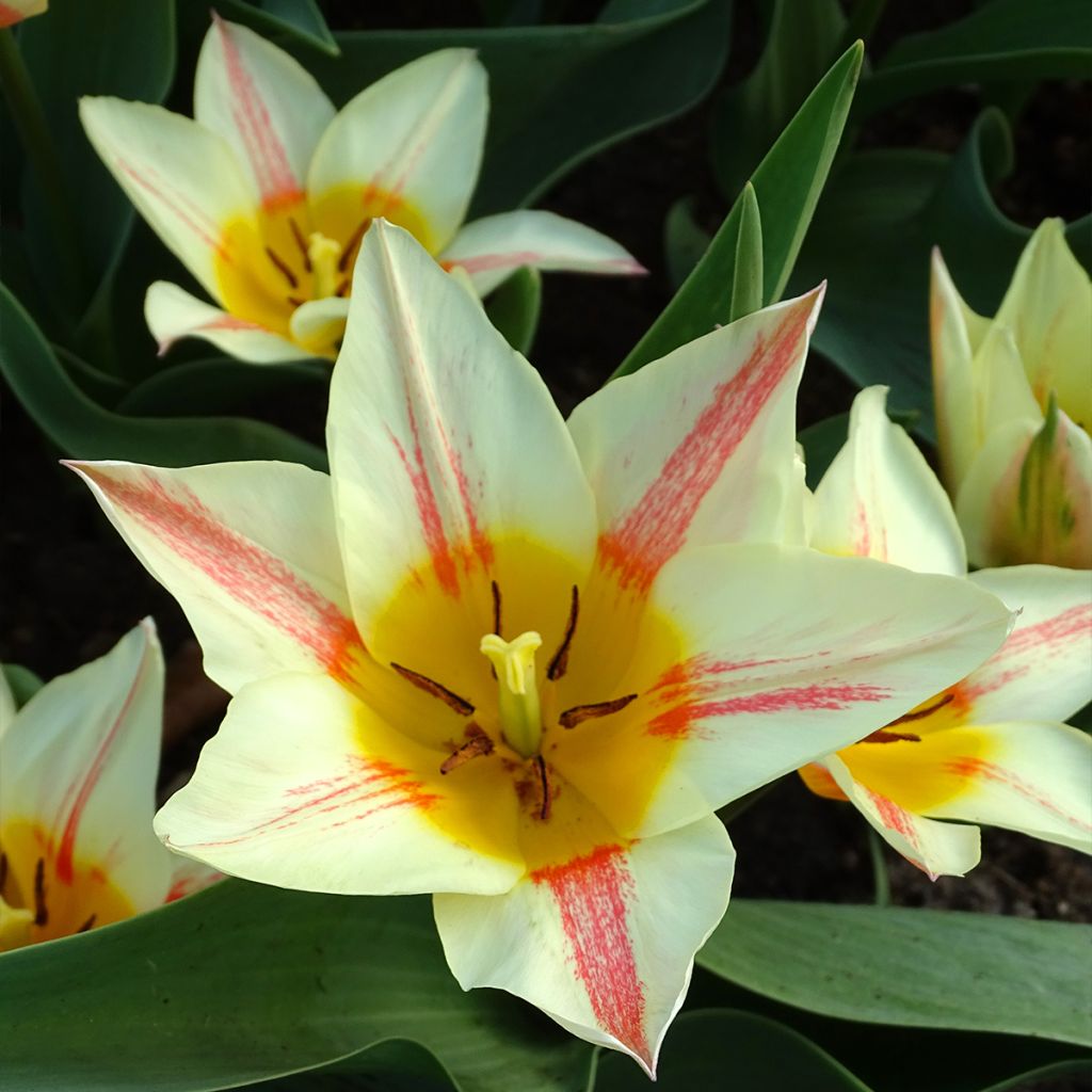 Tulipa greigii Quebec