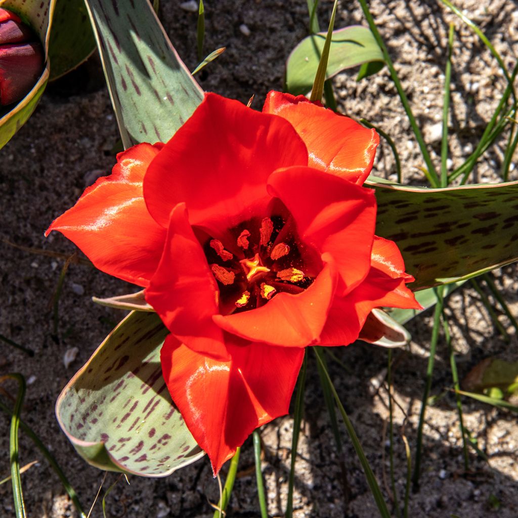 Tulipa Rob Verlinden