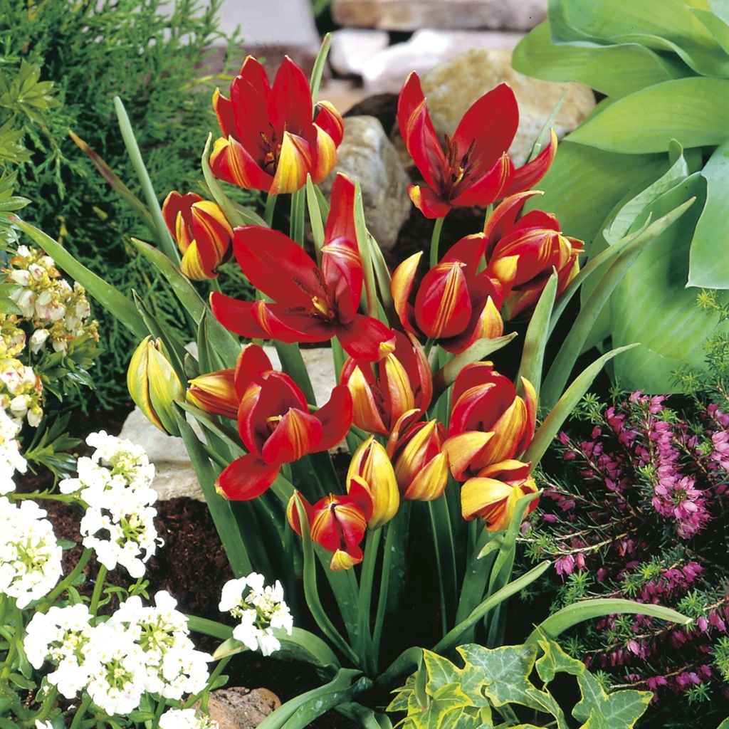 Tulipa hageri - Botanical Tulip