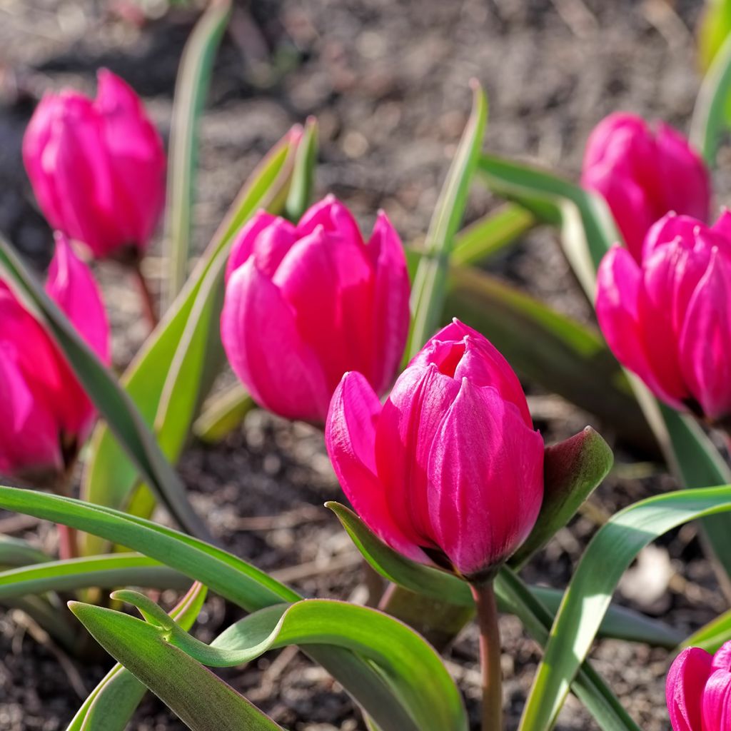 Tulipa humilis var. pulchella Violacea