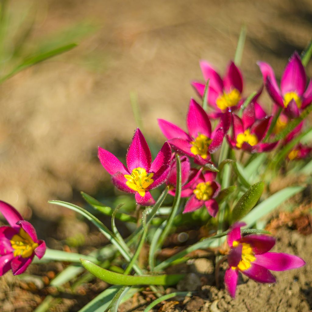 Tulipa humilis Violacea Group yellow base