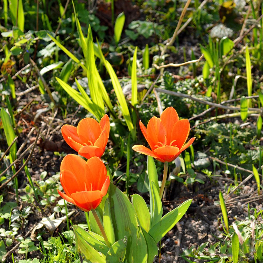 Tulipa kaufmanniana Early Harvest