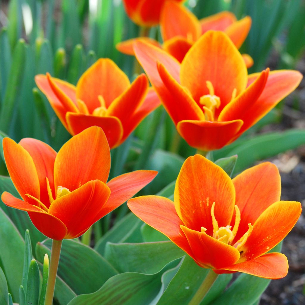 Tulipa kaufmanniana Early Harvest