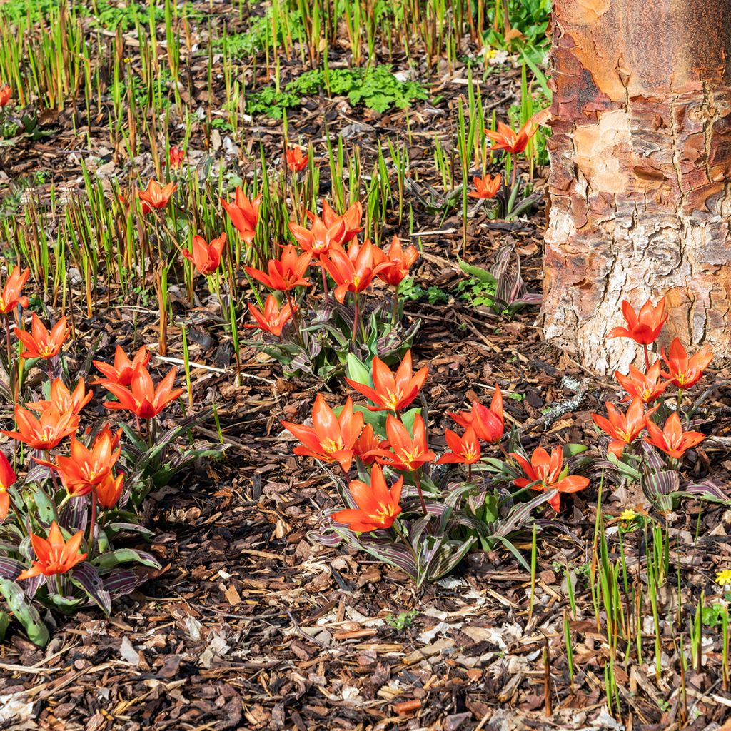 Tulipa kaufmanniana Early Harvest