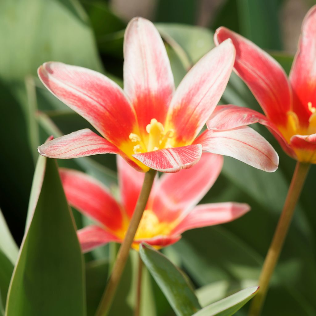 Tulipa kaufmanniana 'Fashion'